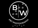 B & W Pet Photography