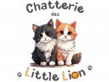 Little Lion