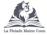 Pléiade Maine Coon