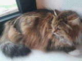 Services chiens et chats Franches-Montagnes