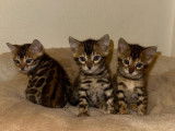 Bengal.be