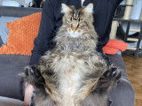 Patounes et Câlins