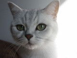 De Chat'Neil