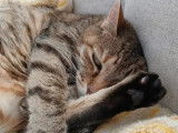 Quatre Pattes Relax