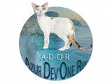 Azur Devon Rex