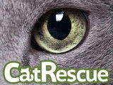 CatRescue