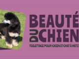 Beaut&eacute; du Chien