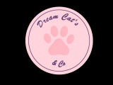Dream Cat’s & Co