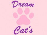 Dream Cat's - Un compagnon pour la vie