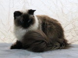 Hin Joy Ragdoll