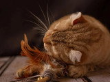 Gnomes Normands Photographie