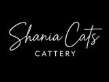 British Shania Cats