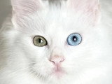 Chatterie Eden Angora