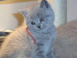 Du Prince Chatrmant