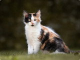La Tribu d’Alizpets