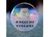 Bulle de Persans