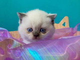 Chatterie des 7’N Rock