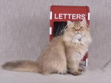 Chatterie des 7’N Rock