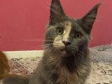 Chatterie des 7’N Rock