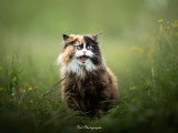 Pod Photographe