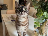 Bengal Premium