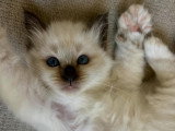 La Chatterie des Rots Mignons