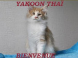 Chatterie du Yakoon Thaï