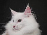 Chatterie de Ramatuelle