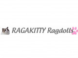 Les Ragdolls de Ragakitty