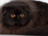 Lorien'Cats