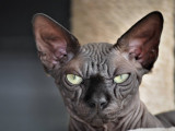 Chatterie Isis Sphynx