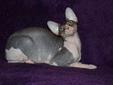 Du Sphynx Éveillé