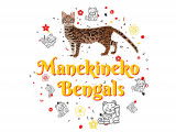 Manekineko Bengals