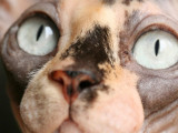 Moheera Sphynx