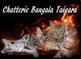 Chatterie Bangala Taigara