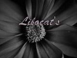 Lilocat's