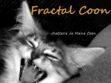 Fractal Coon