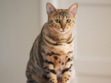 Chatterie Royal Bengal