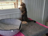 Espace Canin