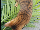 So Cats Toyger