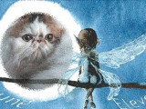 Des Elfes de Lune