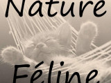 Nature Féline