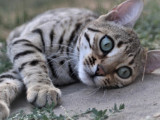 Hypnotic'Bengal