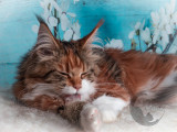 Chatterie Oasiscoon Maine coon