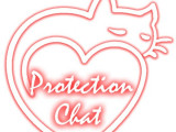 Protection Chat - Solutions de sécurité pour les chats