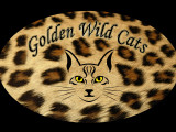 Golden Wild Cats