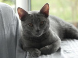 Chatterie des Rives du Blosne