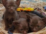 Thai Cat House