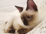 Tiny Miracles Cattery