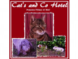 Cats and Co Hotel